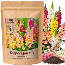 EquSym snapdragon seeds bulk pack ready for border sowing in the garden