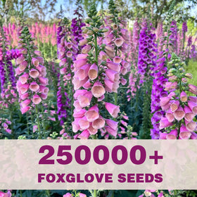 EquSym tall foxglove spires create dramatic height in the garden