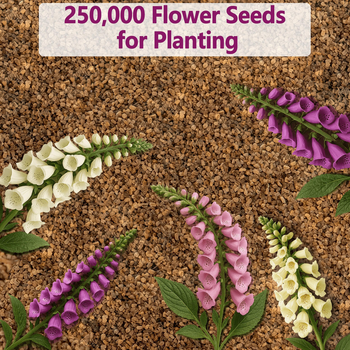 EquSym zones 4–9 compatible foxglove for diverse climates