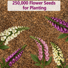 EquSym zones 4–9 compatible foxglove for diverse climates