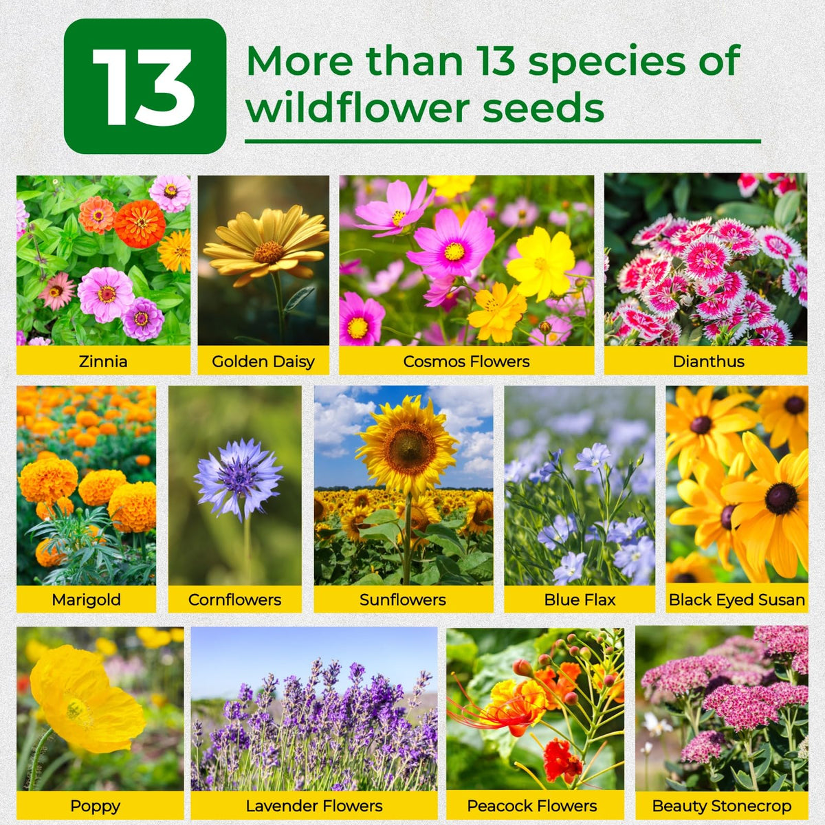 EquSym wildflower varieties in pack create a colorful, dynamic garden.