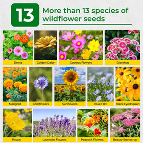 EquSym wildflower varieties in pack create a colorful, dynamic garden.