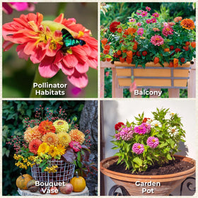 EquSym zinnias create a bright border rows for a lively garden edge