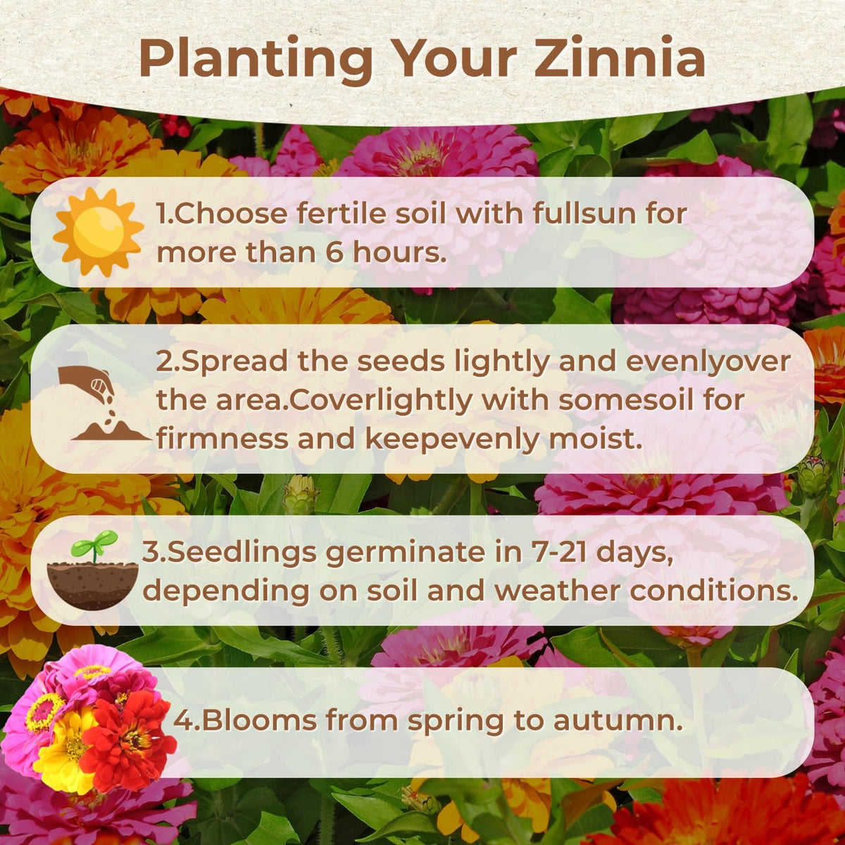 EquSym zinnia bouquet-ready stems for fresh arrangements