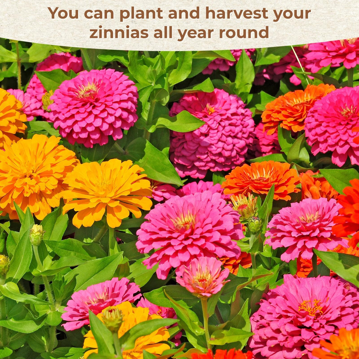 EquSym zinnia seed mix in 7 colors boosts garden color and impact