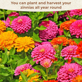 EquSym zinnia seed mix in 7 colors boosts garden color and impact
