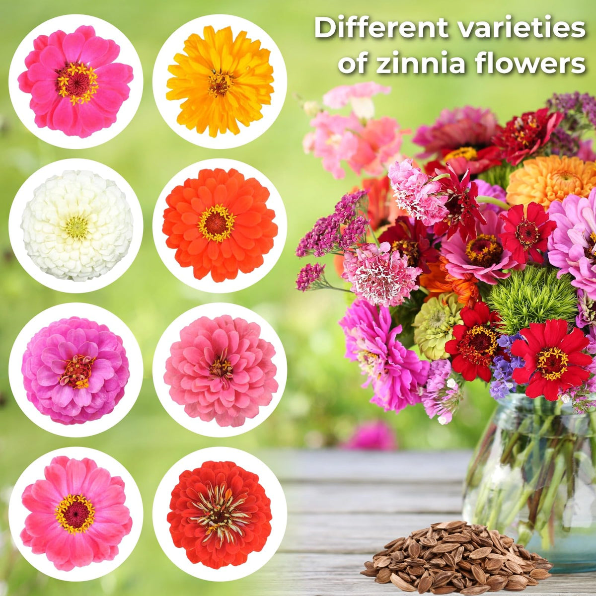 EquSym zinnia seeds soak-and-sow prep for faster germination