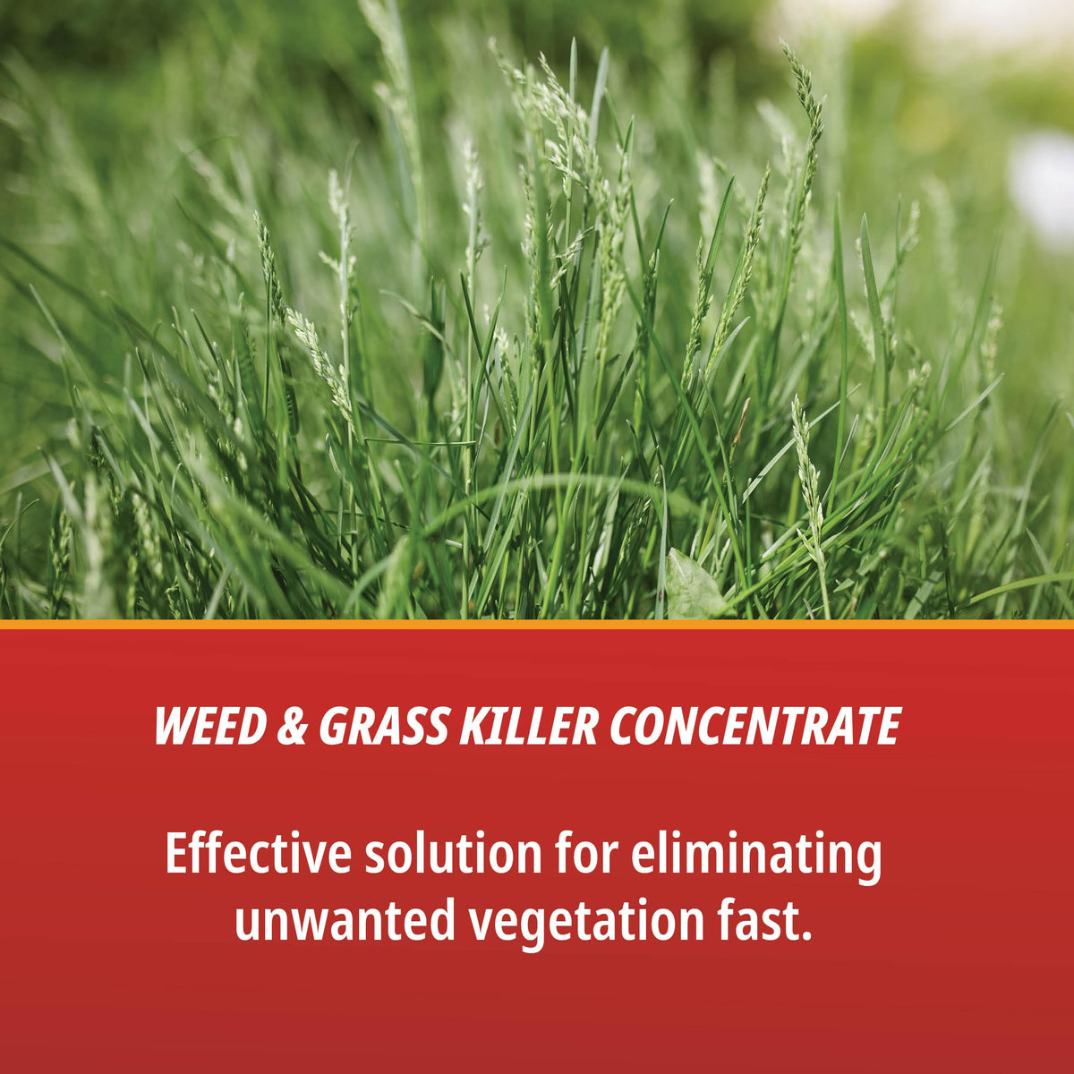 Eraser weed killer gallon container emphasizes large-volume outdoor weed control.
