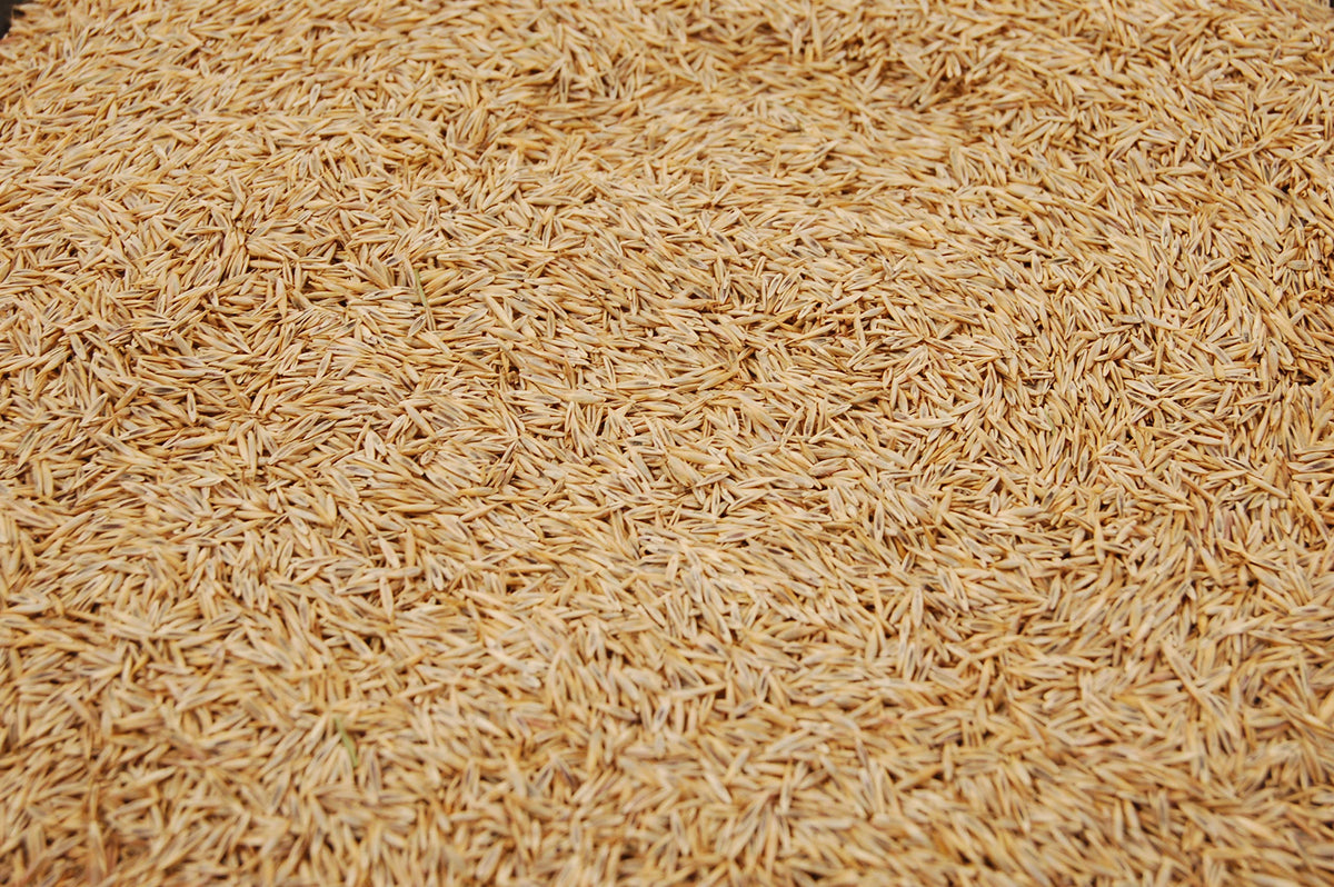 Close-up of Eretz Creeping Red Fescue grains for germination