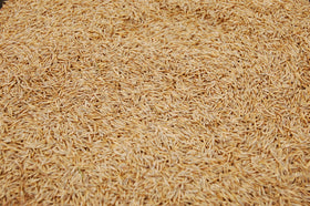 Close-up of Eretz Creeping Red Fescue grains for germination