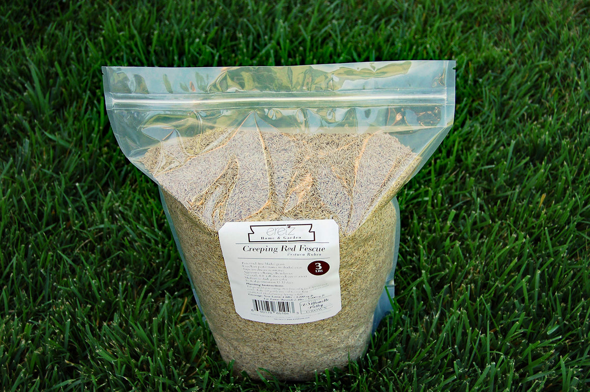Dense tillering from Eretz Creeping Red Fescue indicates lawn filling