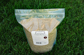 Dense tillering from Eretz Creeping Red Fescue indicates lawn filling
