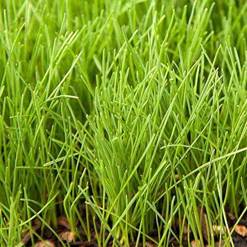 Eretz Creeping Red Fine Fescue seed medium to dark green color