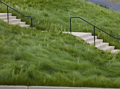 Eretz Creeping Red Fine Fescue seed weed-free and crop-free for purity