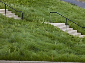 Eretz Creeping Red Fine Fescue seed weed-free and crop-free for purity