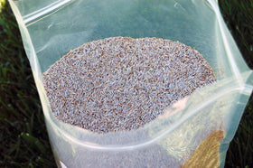 Eretz Creeping Red Fine Fescue seed 5lb for shaded areas with lush growth