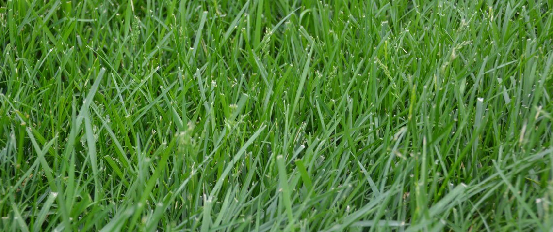 Forage-focused use for pastures and wildlife habitats