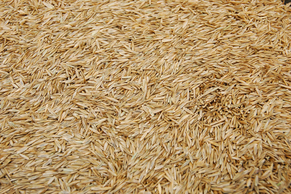 Eretz K31 in a field demonstrates tough turf potential