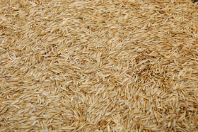 Eretz K31 in a field demonstrates tough turf potential