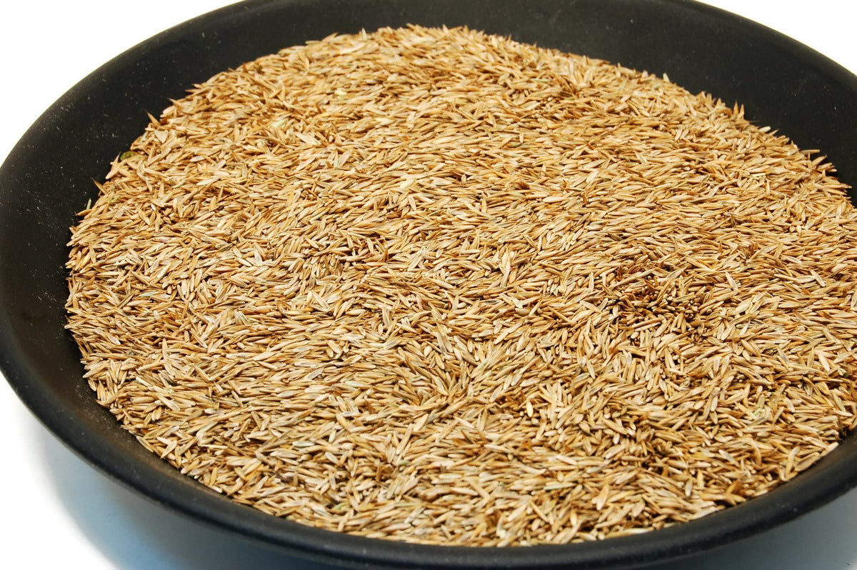 Close-up of Eretz K31 seed texture and purity
