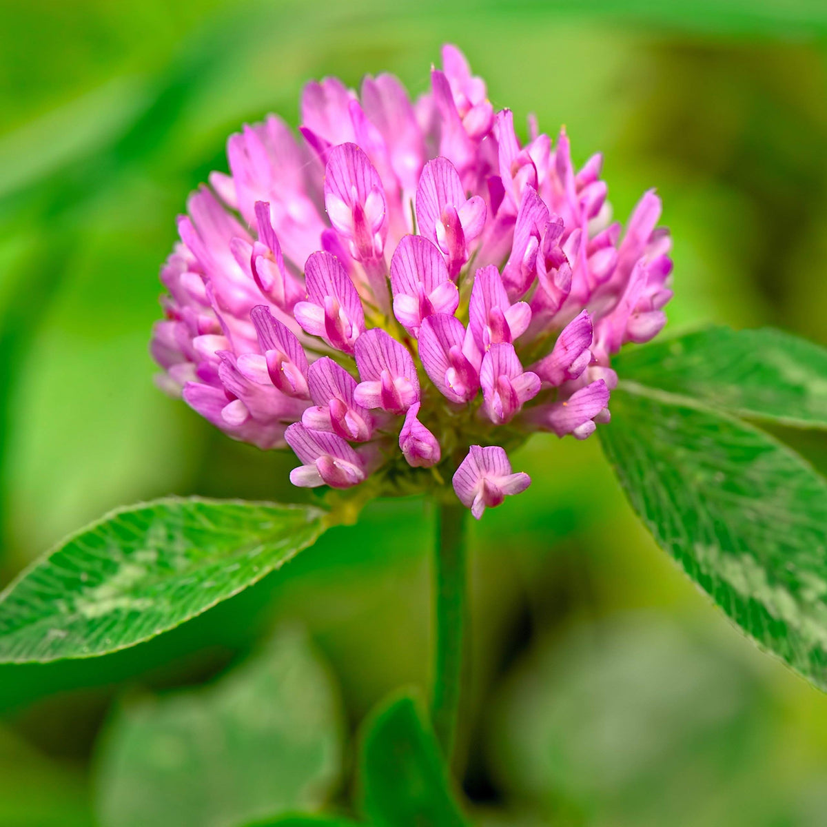 Eretz Tri-Clover green manure option enriches soil organic matter.
