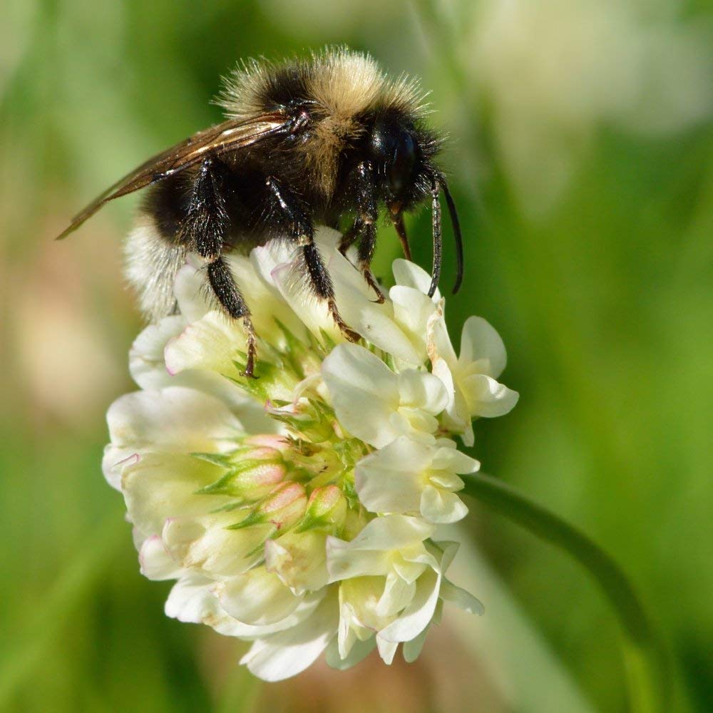 Eretz Tri-Clover fixes nitrogen to boost soil fertility.