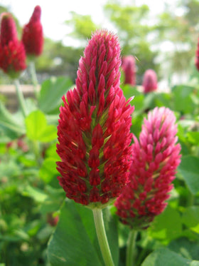 Eretz Tri-Clover is non-GMO and weed-seed free for seed quality.