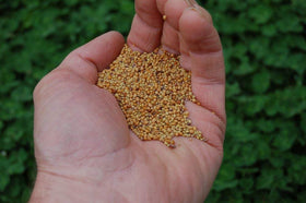 Close-up of Tri-Clover seeds ready for planting to boost soil fertility.