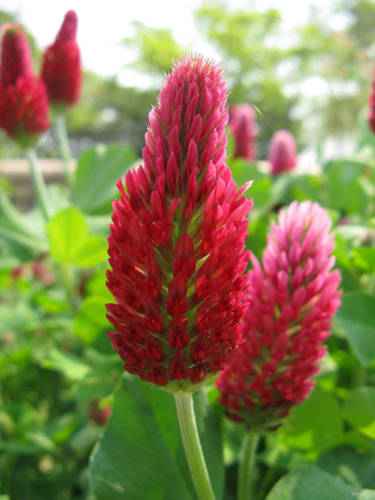 Eretz Tri-Clover seeds packaged weed-seed-free.