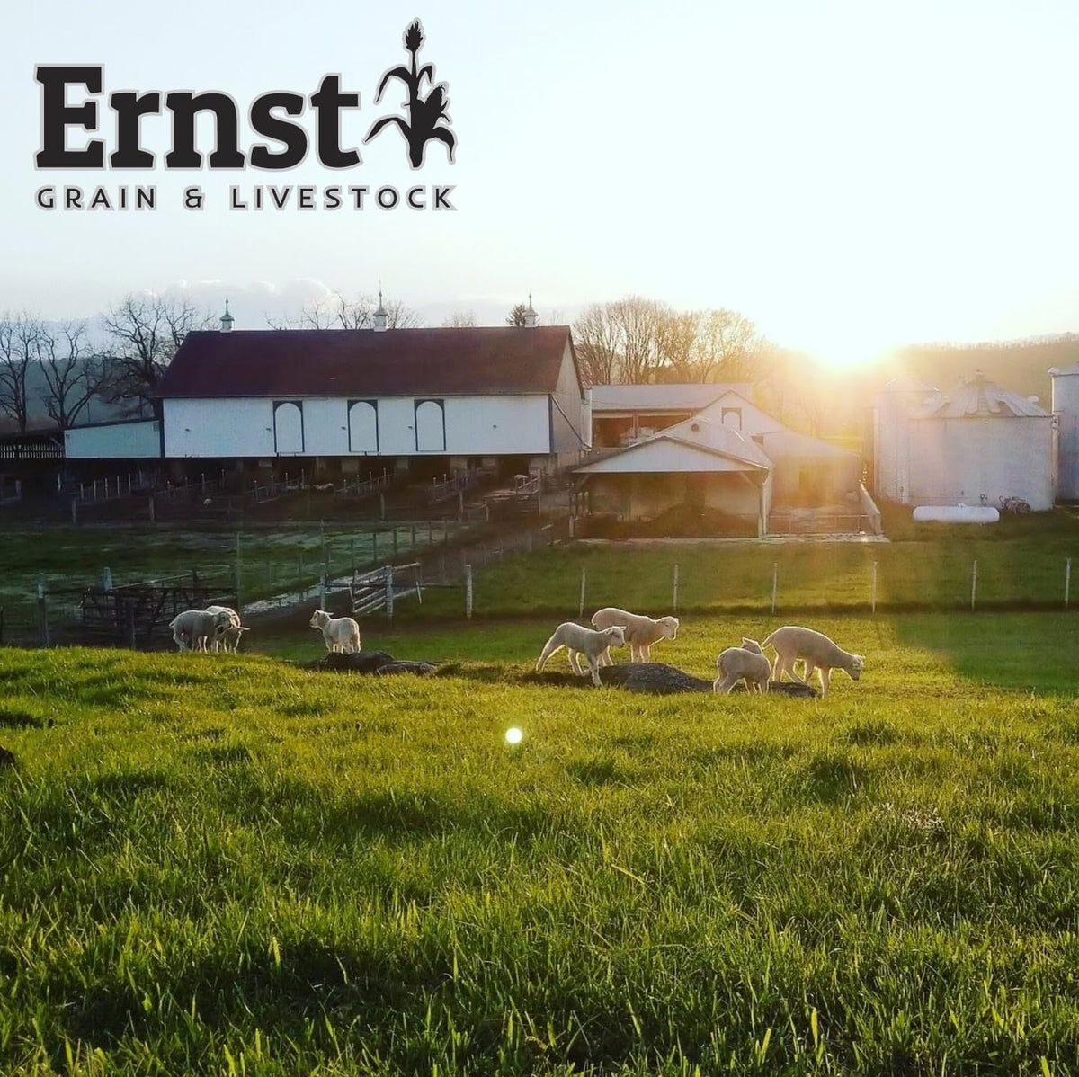 Ernst Grain & Livestock backyard wildlife scene with seeds