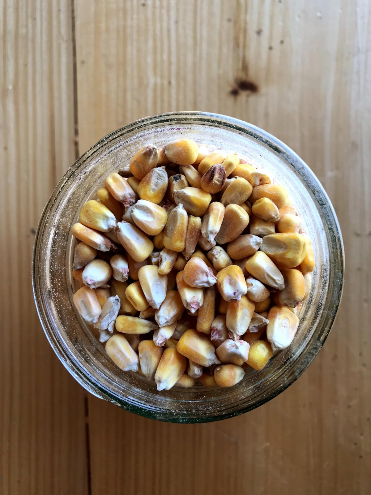 Ernst Whole Corn kernel closeup highlights golden kernels ideal for energy-rich feed.