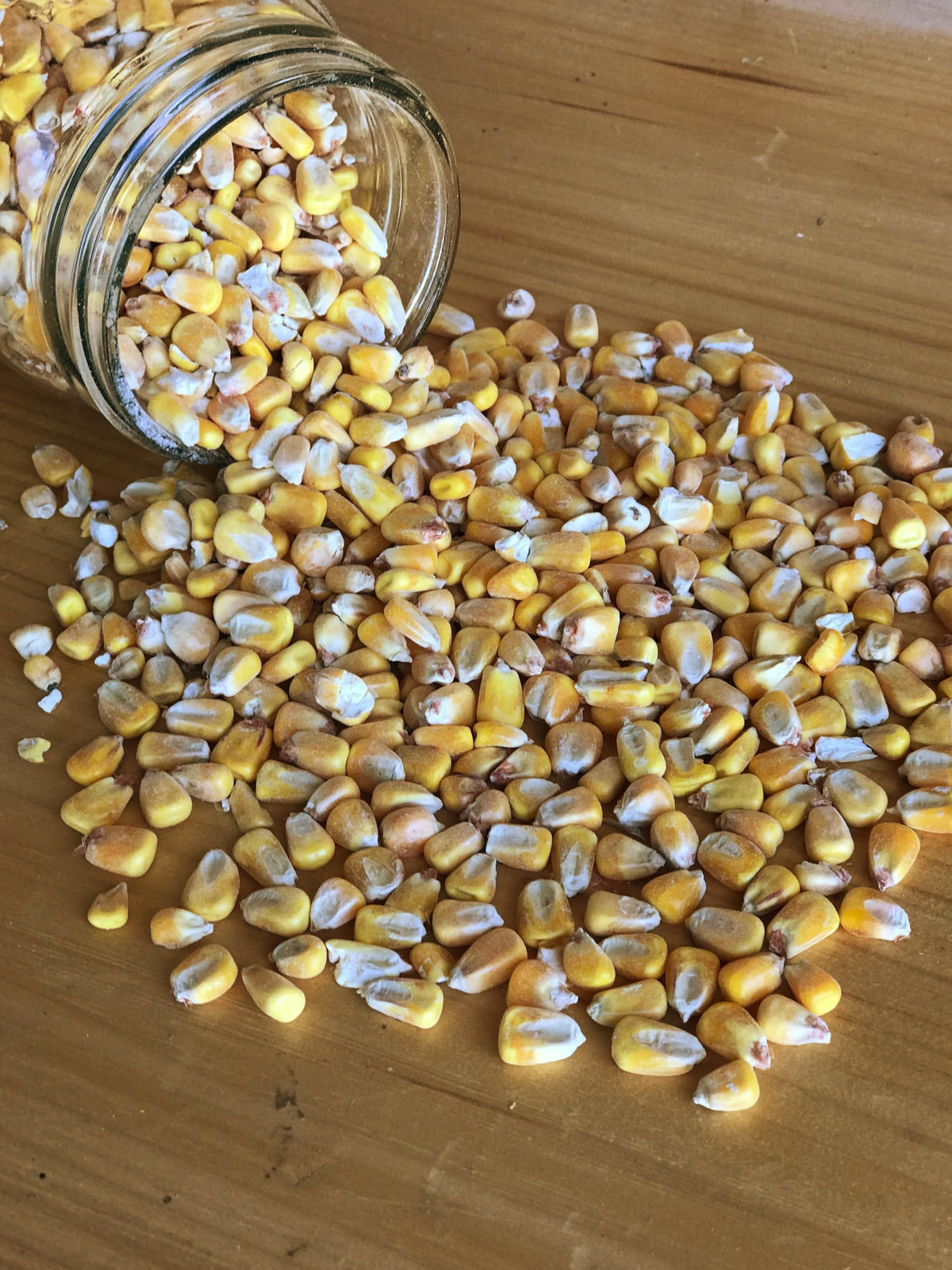 Ernst Whole Corn poultry feeder scene shows versatile feed for chickens and ducks.