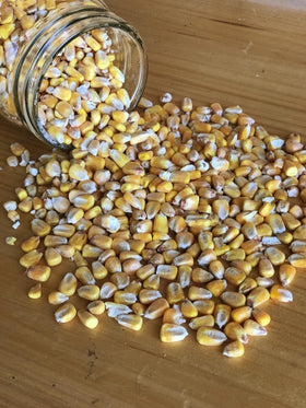 Ernst Whole Corn poultry feeder scene shows versatile feed for chickens and ducks.