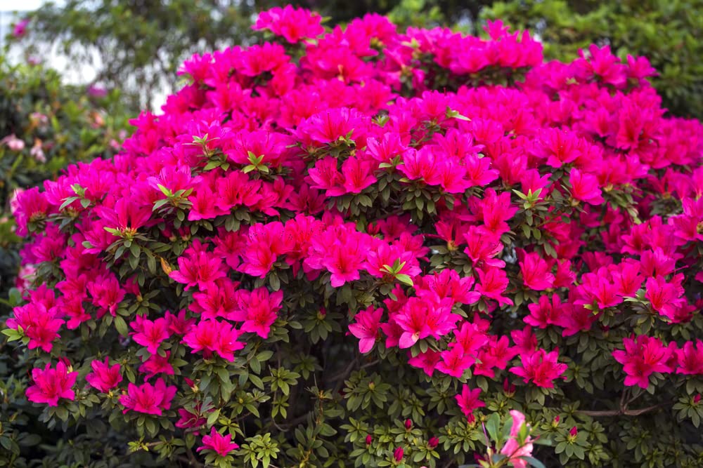 Espoma Azalea-Tone used in garden beds to nurture flowering shrubs.