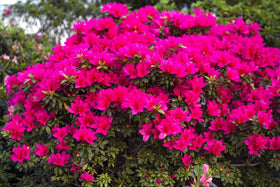 Espoma Azalea-Tone used in garden beds to nurture flowering shrubs.