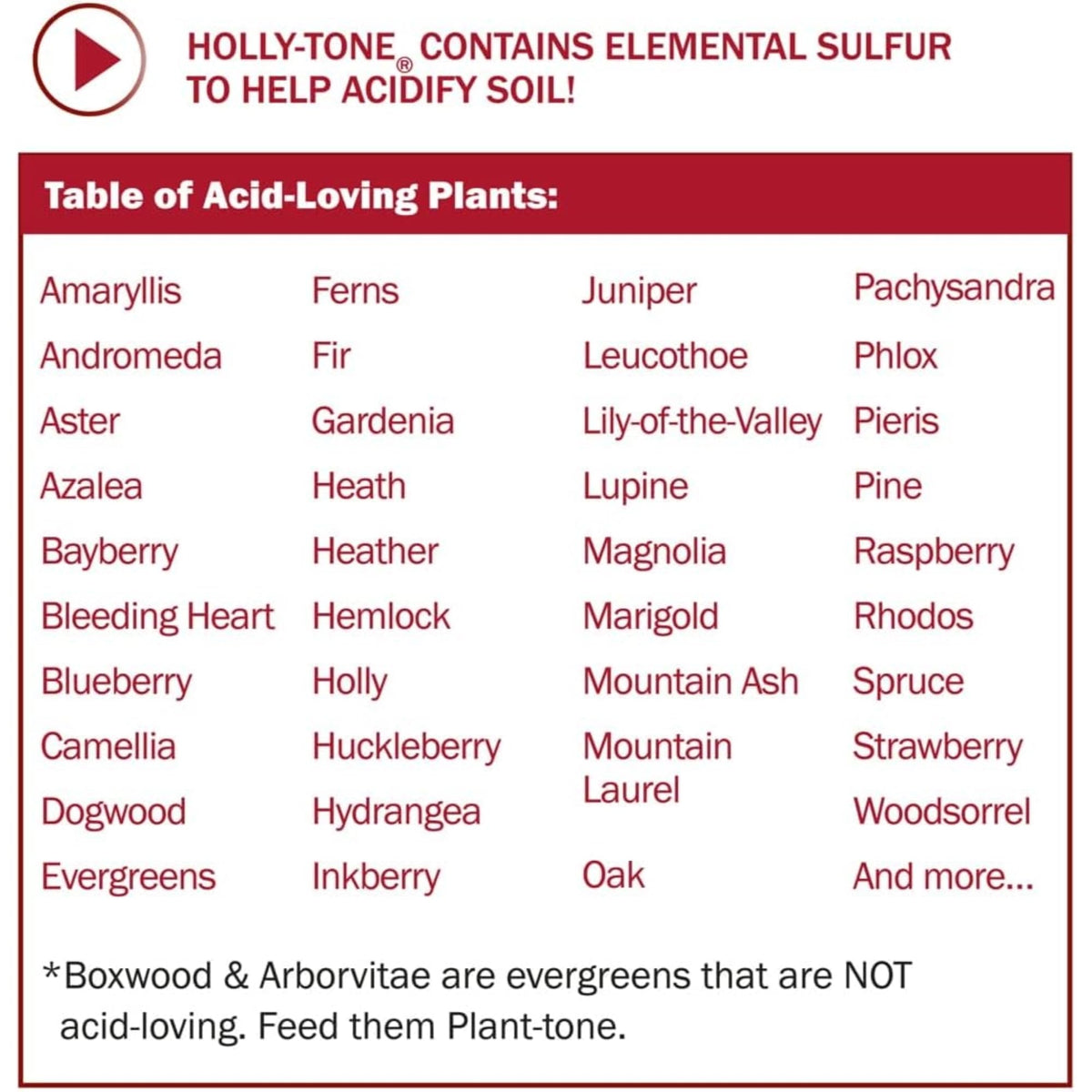 Espoma Holly-Tone applied to evergreen shrubs along the drip line for steady feeding.