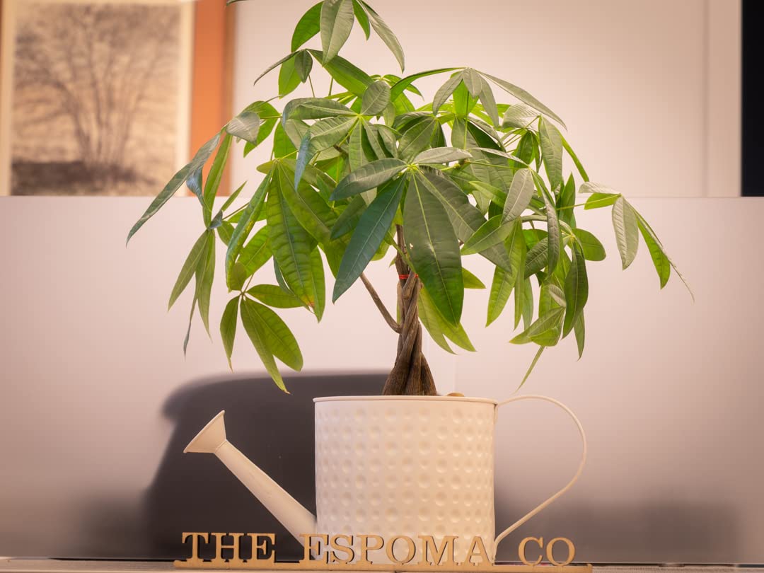 Espoma indoor plant food is kid- and pet-friendly for home use