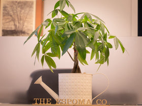 Espoma indoor plant food is kid- and pet-friendly for home use