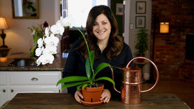 Espoma pack of two bottles shown for convenient orchid feeding at home.
