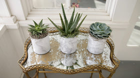 Espoma organic potting soil 2-pack offers convenient ready-to-use bags.
