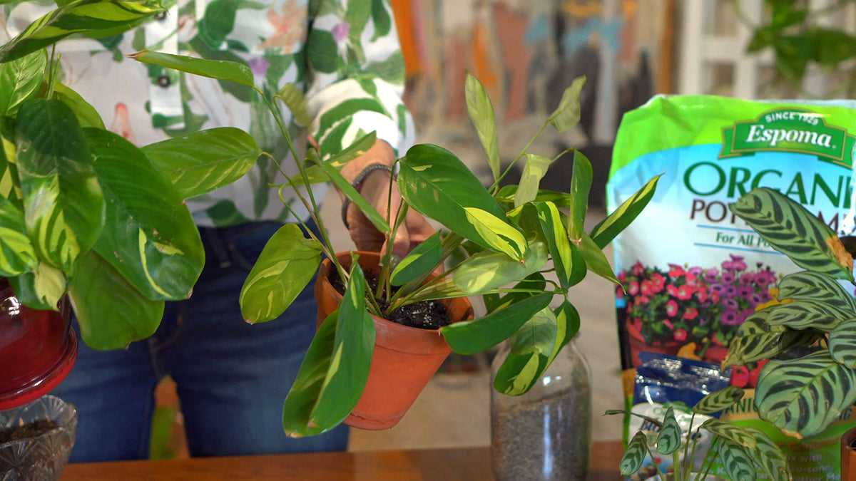 Espoma Organic Potting Soil with Myco-Tone signals strong root associations.