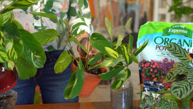 Espoma Organic Potting Soil with Myco-Tone signals strong root associations.