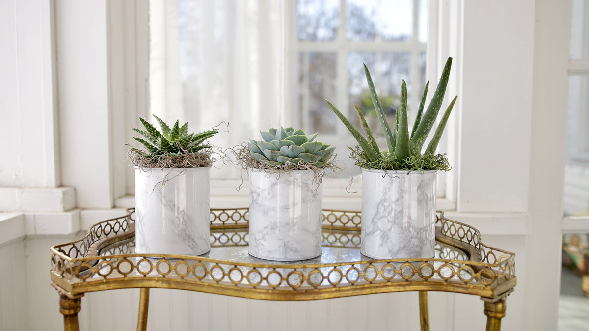 Espoma Pack of two bottles offers convenient plant care for multiple containers