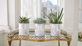 Espoma Pack of two bottles offers convenient plant care for multiple containers