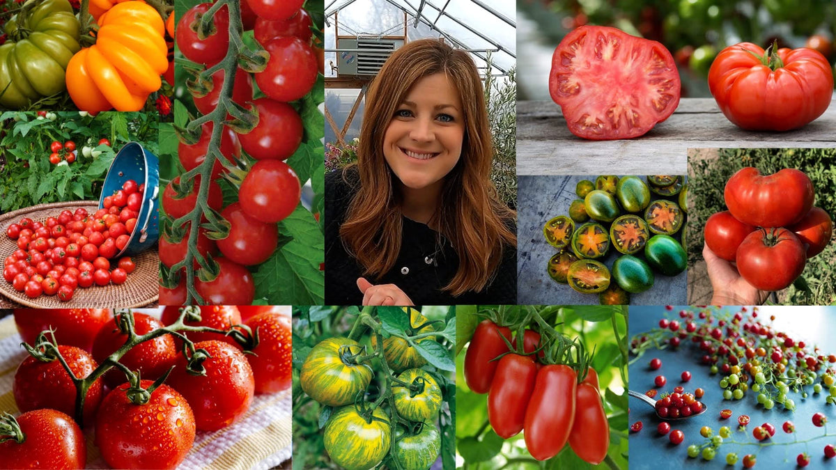 Espoma Tomato! Organic Plant Food used in container garden for strong tomato plants.