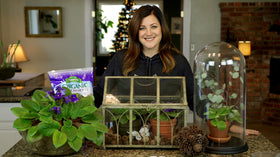 Espoma Violet! simple care routine for indoor plants and violets.