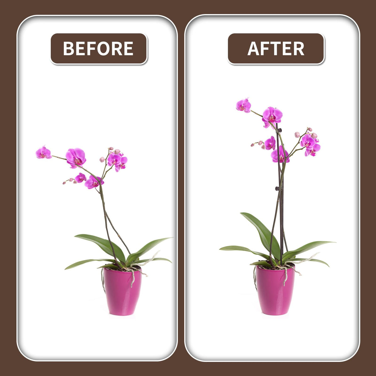 Etnorsu brown stake blends with foliage while anchoring stems.