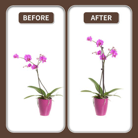 Etnorsu brown stake blends with foliage while anchoring stems.