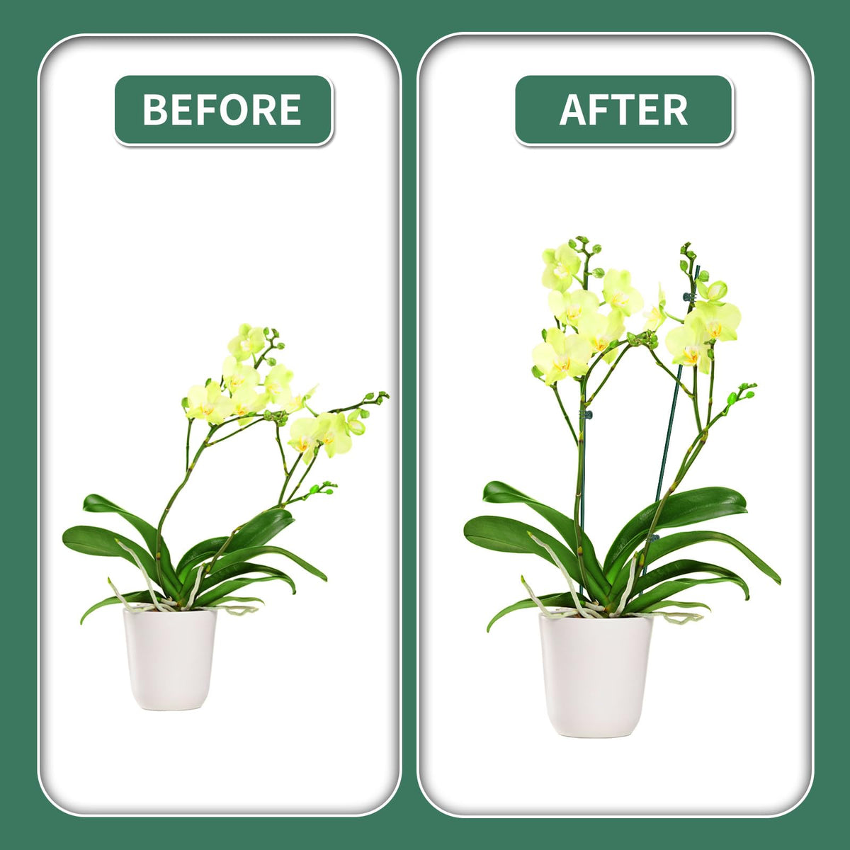 Etnorsu indoor outdoor plant support suitable for pots and vines
