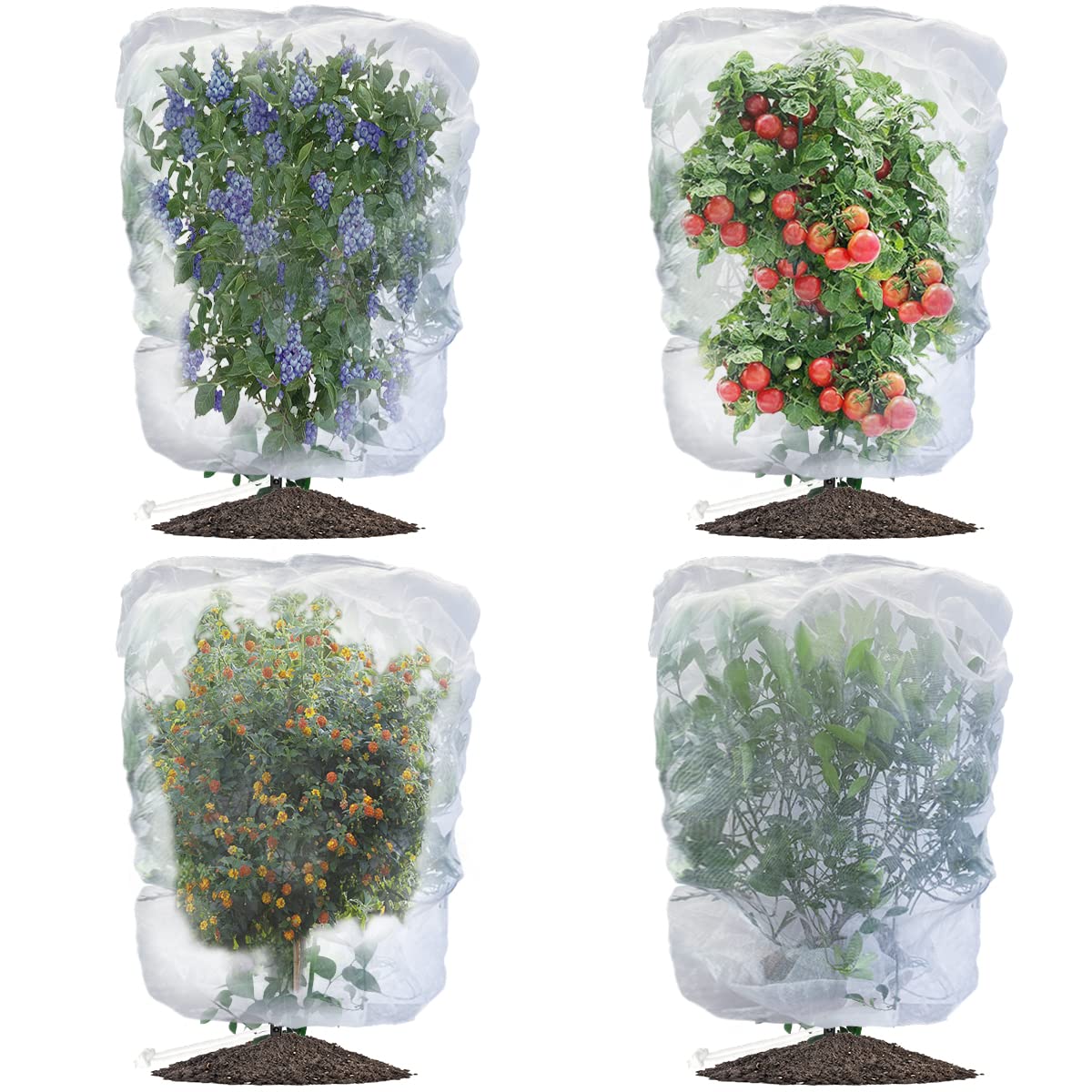 Evoio Bird Netting shields blueberry shrubs, letting air pass for healthy growth